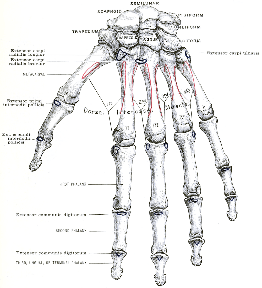 DNA Anatomical Art Direction